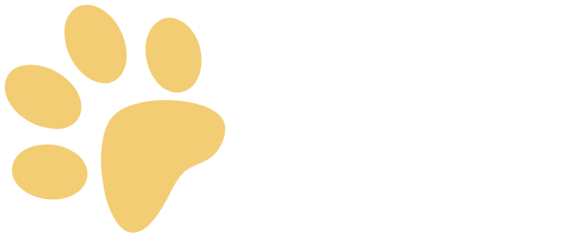 Pomeranian Puppies For Sale