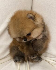 Buy Pomeranian Puppies