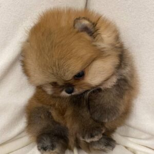 Buy Pomeranian Puppies