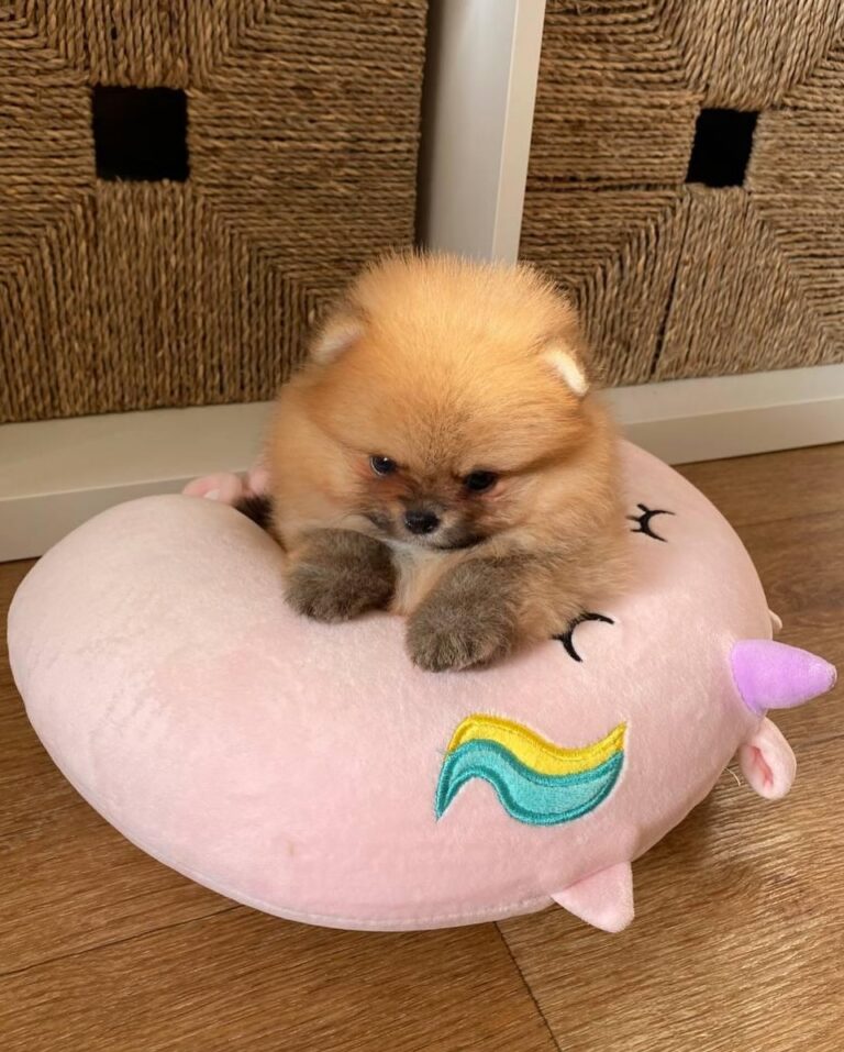 Buy Male Pomeranian Puppies Online