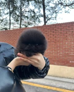 Black Pomeranian Puppies for Sale