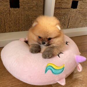 Buy Male Pomeranian Puppies Online