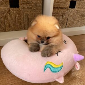 Available Pomeranian Puppies