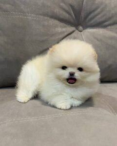 White Pomeranian Puppies for Sale