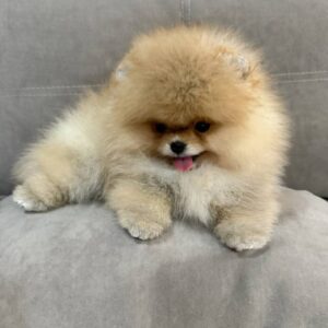 Available Pomeranian Puppies