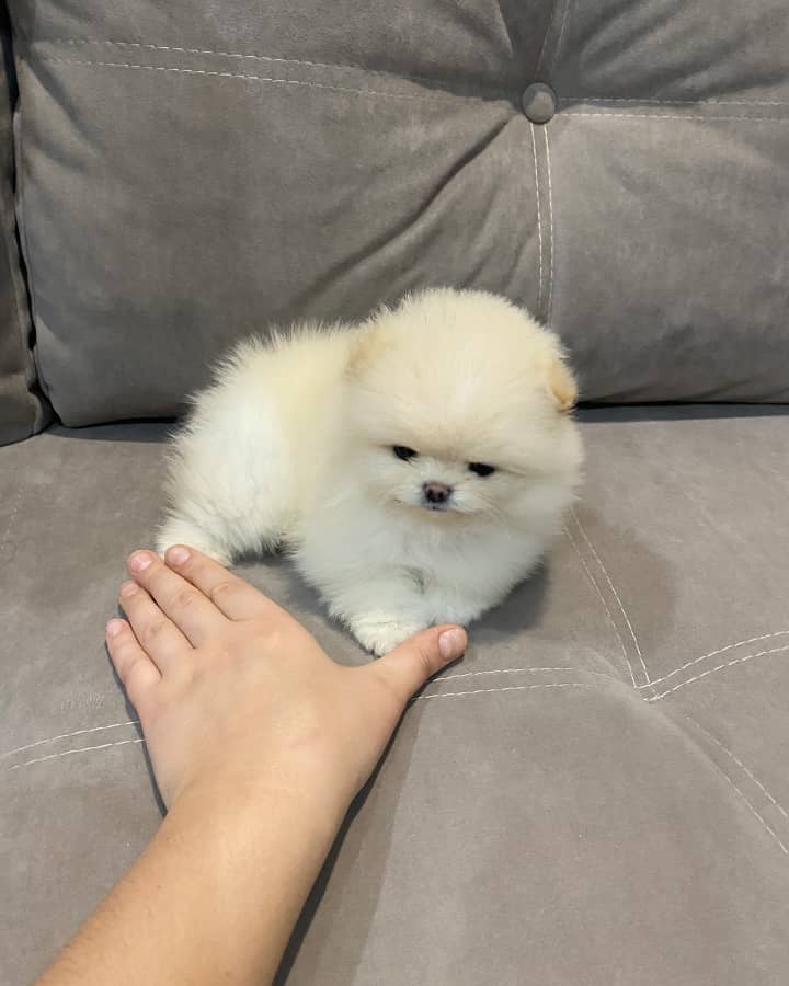 Pomeranian Puppies For Sale