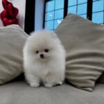 Pomeranians For Sale