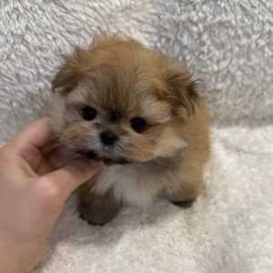 Pomeranian Dog Price