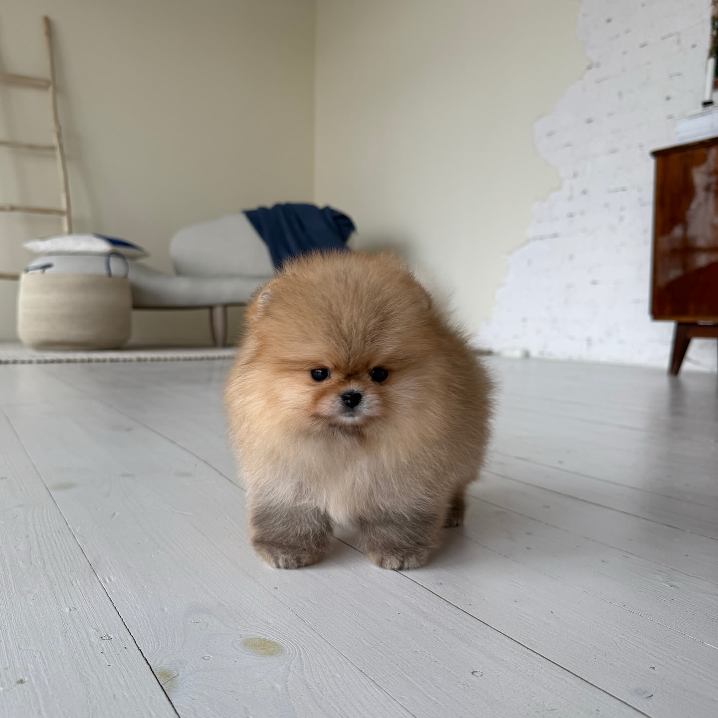 pomeranian-puppy-available-leo