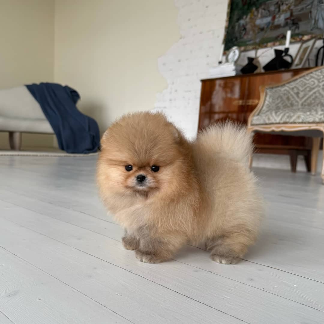 Teacup Pomeranian Puppies For Sale