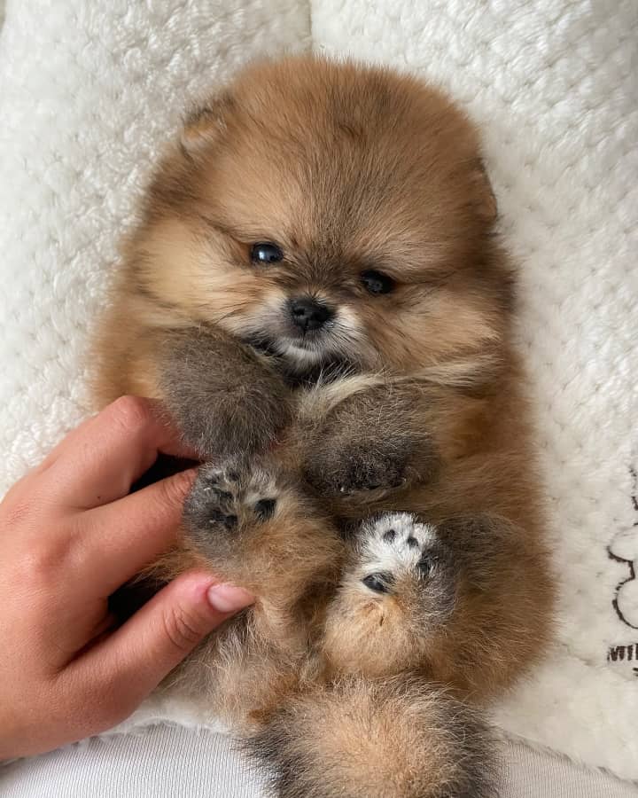 Buy Male Pomeranian Puppies Online