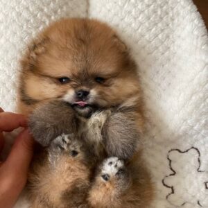 Buy Male Pomeranian Puppies Online