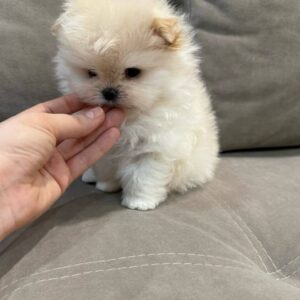 Buy A Pomeranian Puppy
