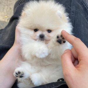 Buy Cheap Pomeranian Puppies