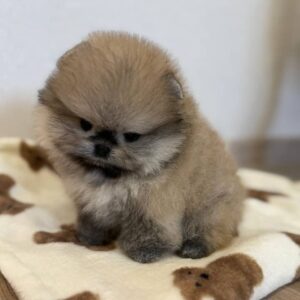 Buy Pomeranian Puppies Online