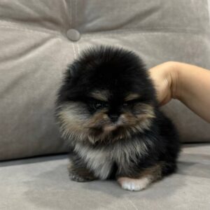 Buy Female Pomeranian Puppy Online