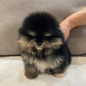 Teacup Pomeranian Puppies For Sale