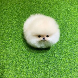 Female Pomeranian Puppies For Sale