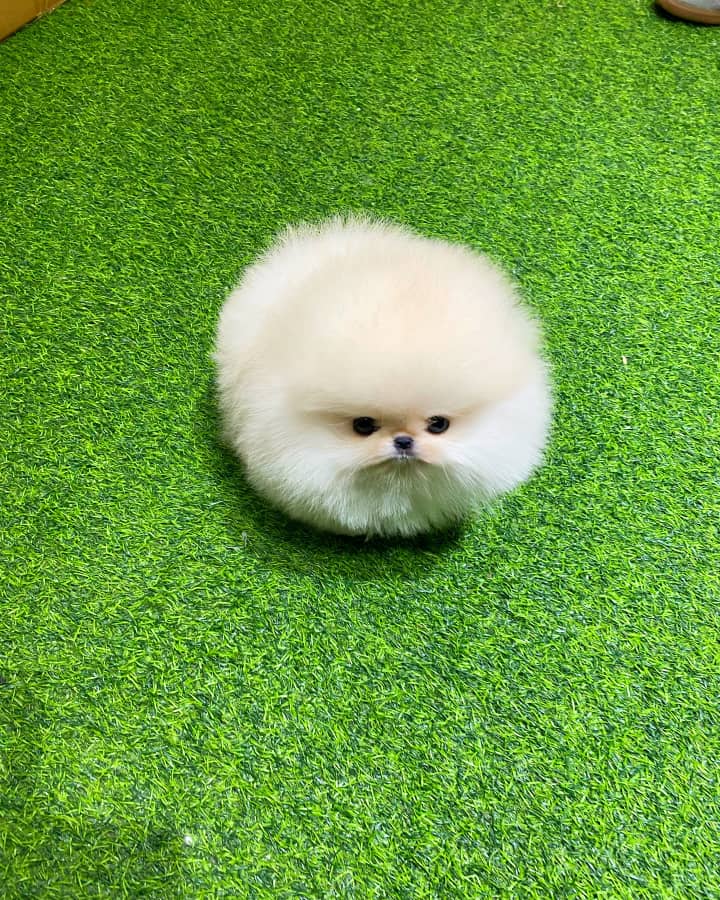 Female Pomeranian Puppies For Sale