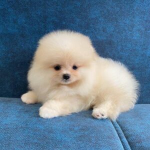 Buy Cheap Pomeranian Puppies