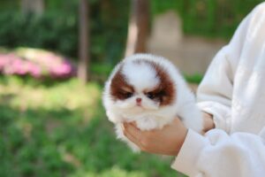 Buy Male Pomeranian Puppies Online