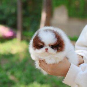 Buy Male Pomeranian Puppies Online