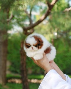 Buy Male Pomeranian Puppies Online