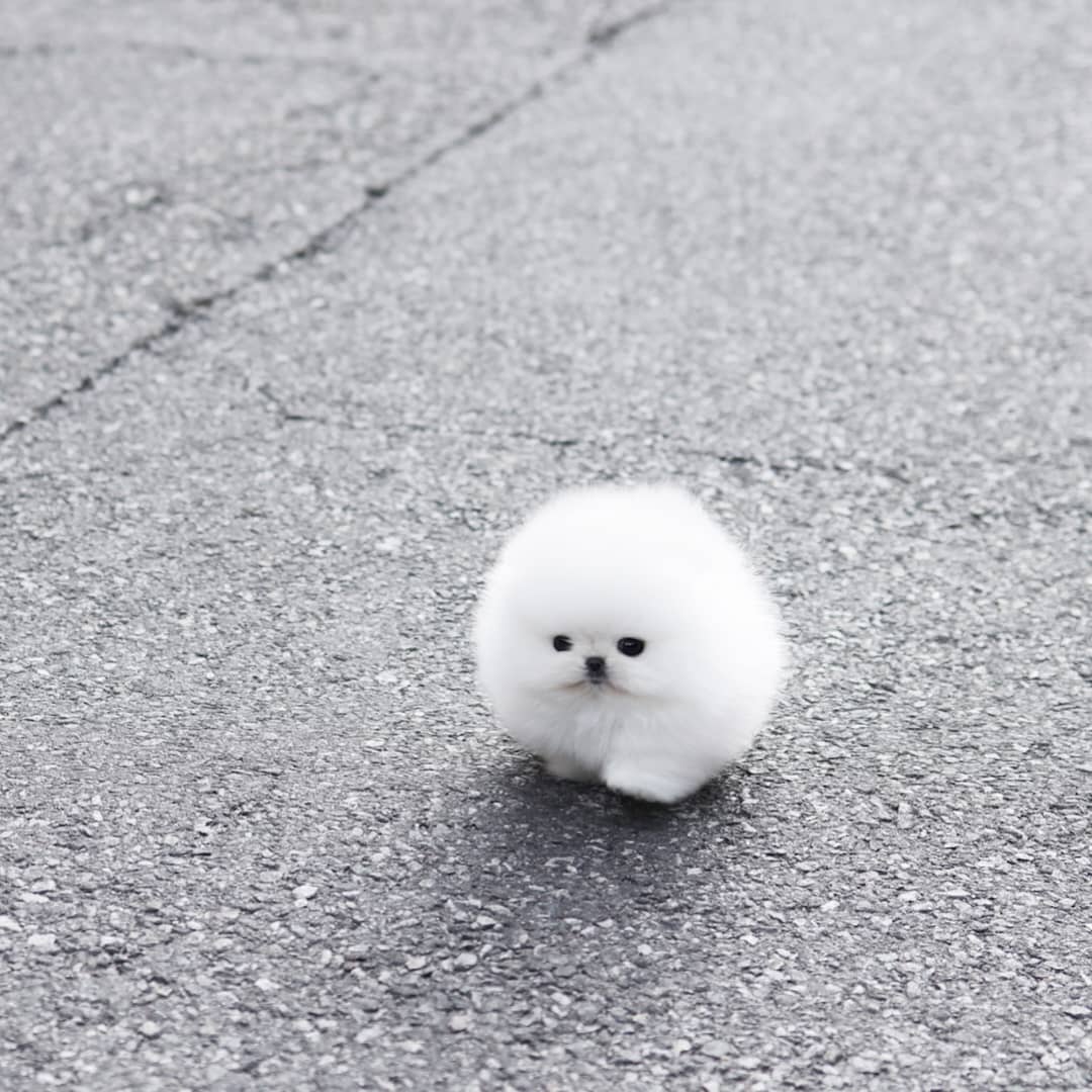 pomeranian-puppy-available-sarah