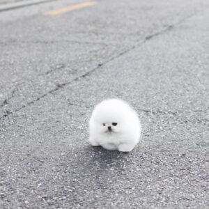 Pomeranian Breeders Near Me