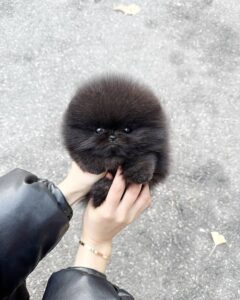 Female Pomeranian Puppies For Sale