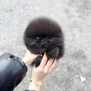 Buy Pomeranian Puppies Online