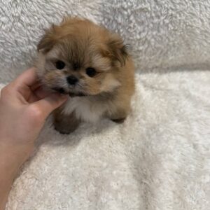 Male And Female Pomeranian Puppies For Sale