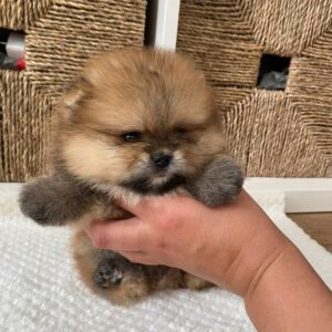 Tea Cup Pomeranian Puppies For Sale
