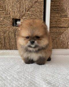 pomeranian-puppy-available-zeus2
