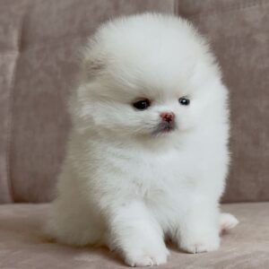 Buy Male Pomeranian Puppies Online